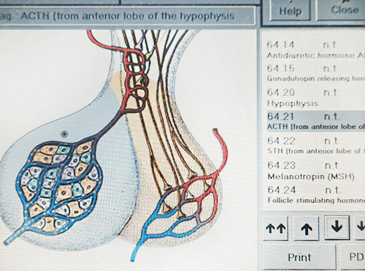 __ACTH (from anterior lobe of the hypophysis) __IMG_20200613_125440-min