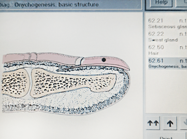 __Onychogenesis basic structure __IMG_20200613_125354-min __Onychogenesis basic structure __IMG_20200613_125354-min