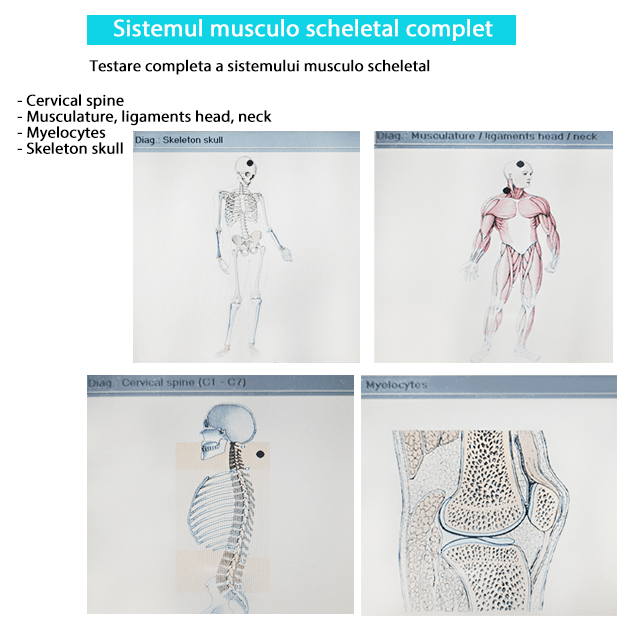 Sistemul musculo scheletal biorezonanta-min