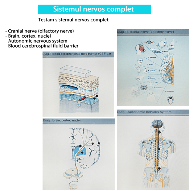 Sistemul nervos complet biorezonanta-min