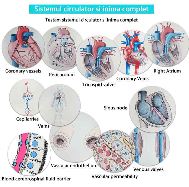 Testare - Sistemul circulator si inima complet biorezonanta-min