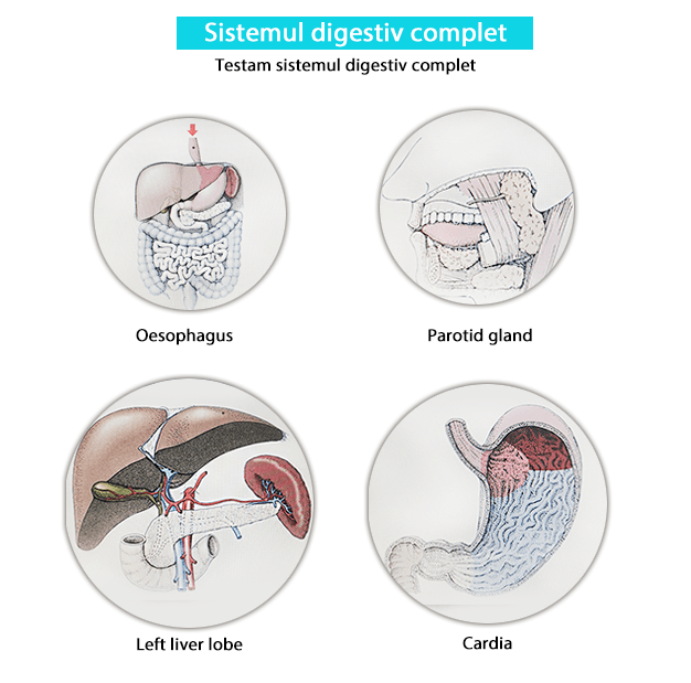 Testare biorezonanta - Sistemul digestiv complet-min