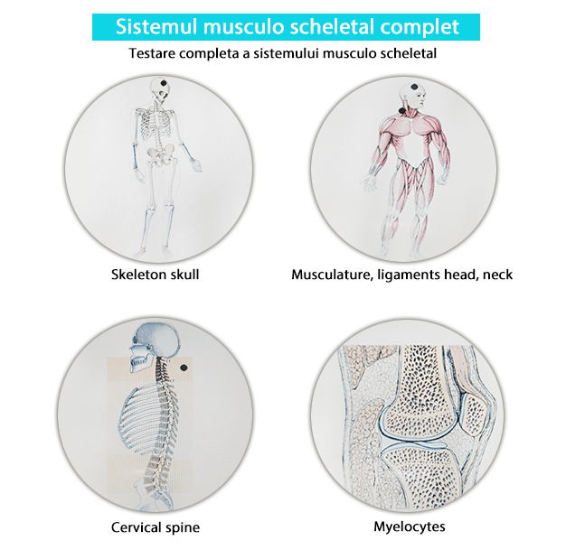 Testare biorezonanta - Sistemul musculo scheletal complet-min