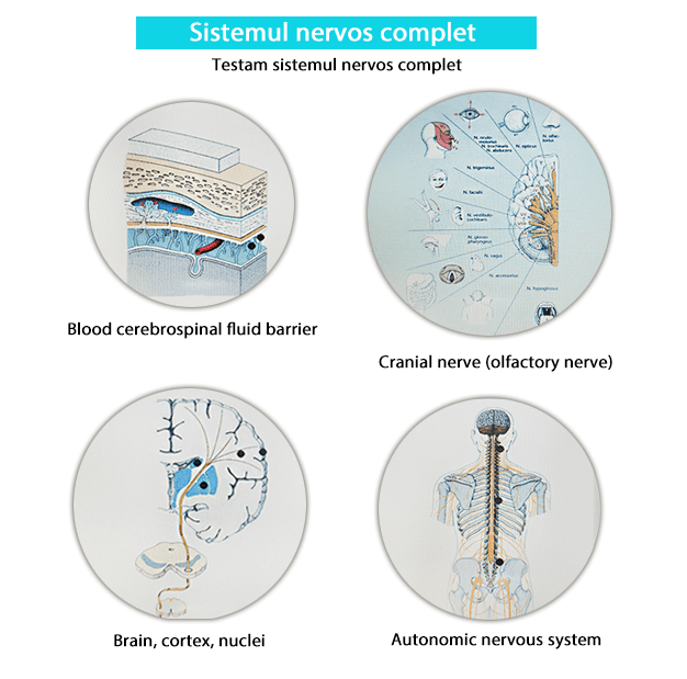 Testare biorezonanta - Sistemul nervos complet-min