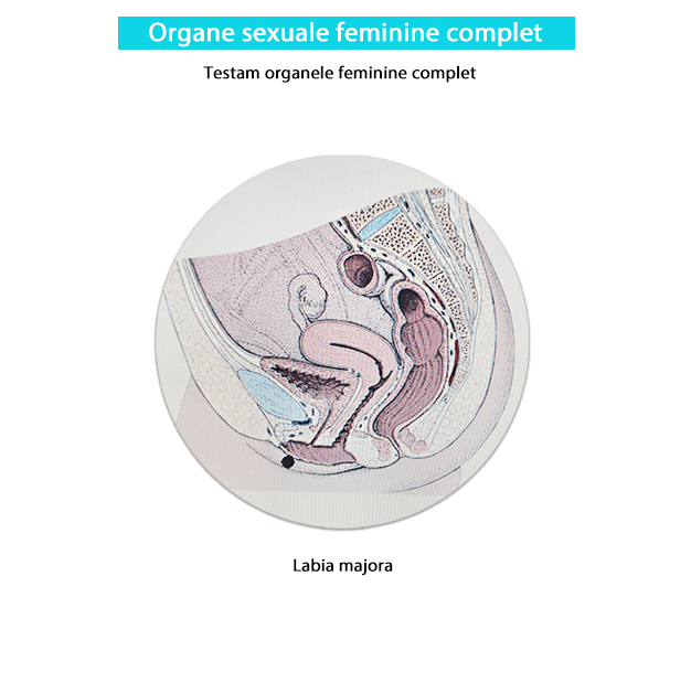 Testare organe feminine complet-min