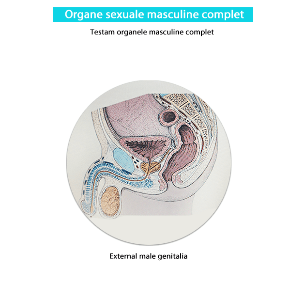 Testare organe masculine complet biorezonanta-min