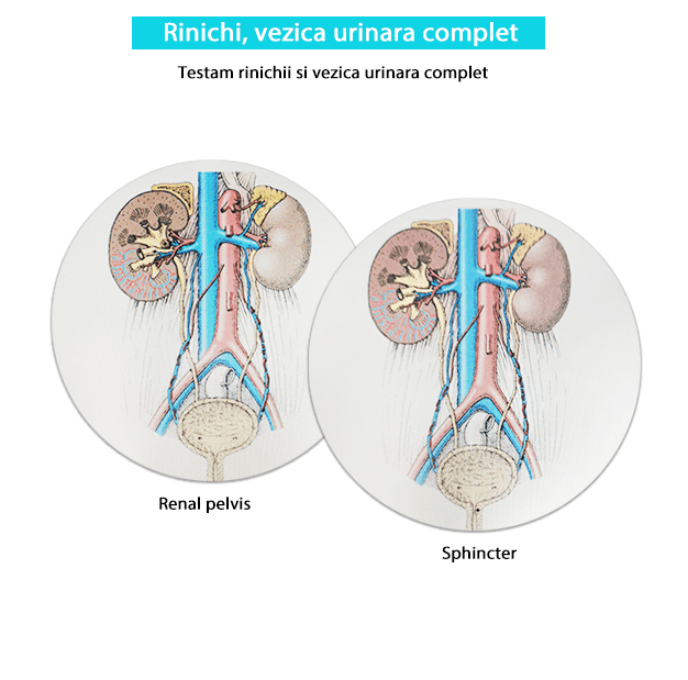 Testare rinichi si vezica urinara complet-min