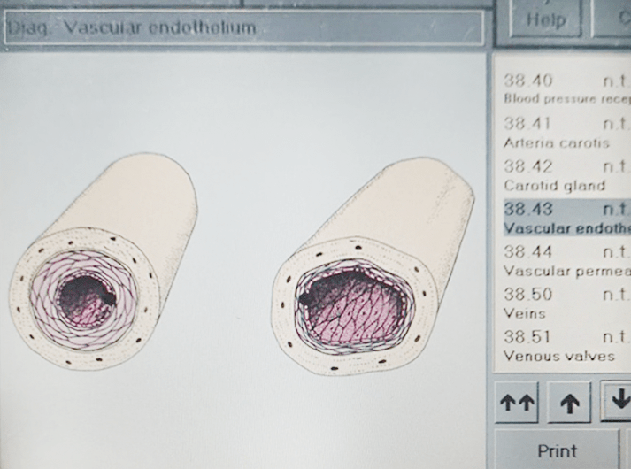 __Vascular endothelium __WhatsApp Image 2020-06-14 at 13.39.02-min