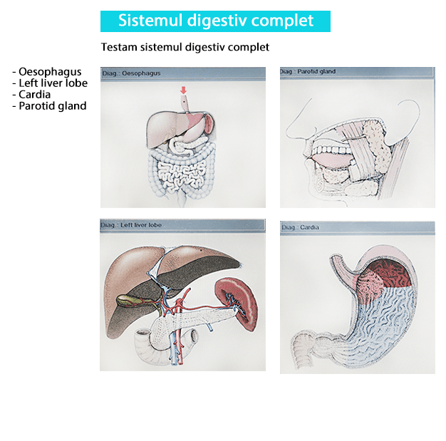 sistemul digestiv biorezonanta-min