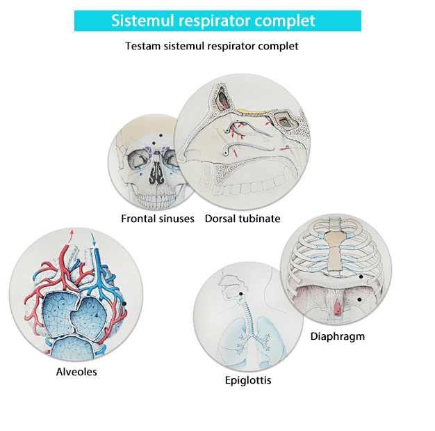 Testare - Sistemul respirator complet biorezonanta-min