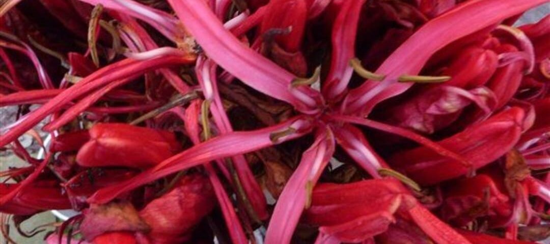 Gymea Lily