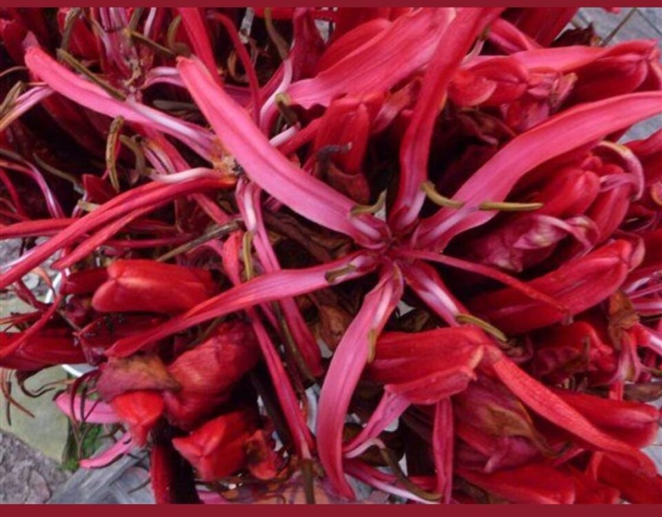 Gymea Lily