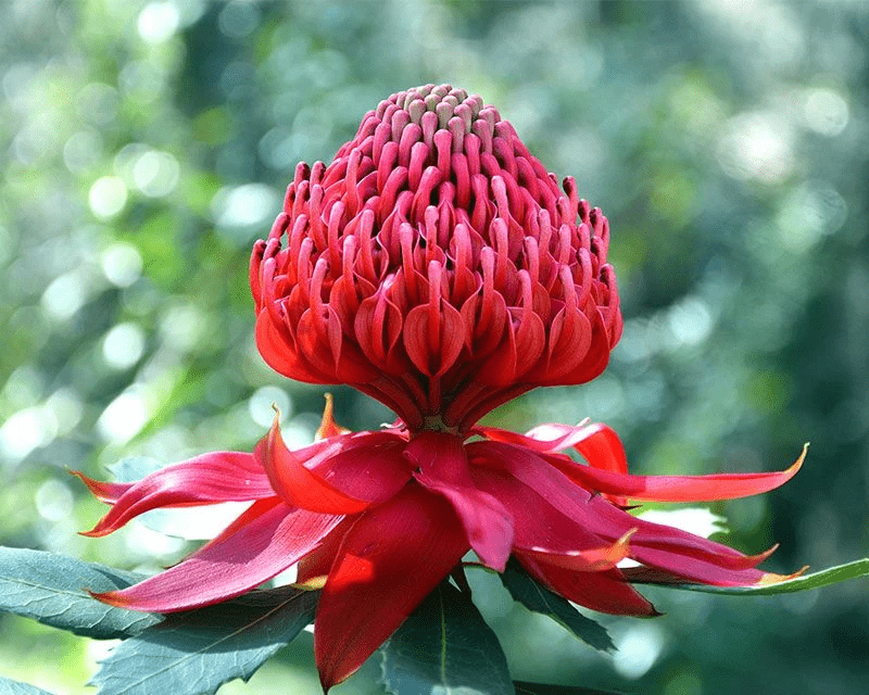 floarea Waratah