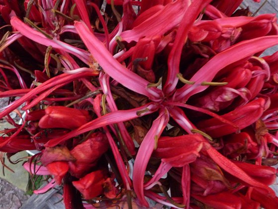 Gymea Lily 